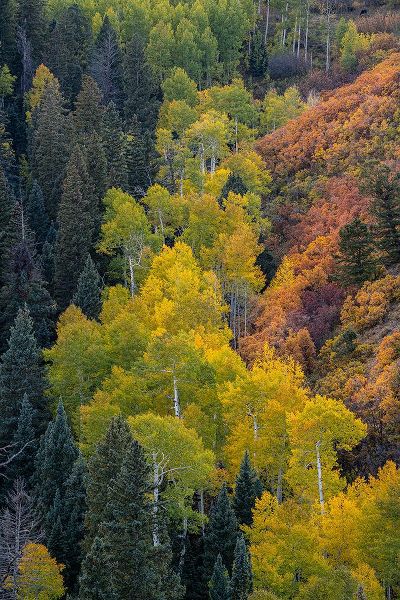 Jaynes Gallery 아티스트의 USA-Colorado-Uncompahgre National Forest Overview of aspen and Gambels oak trees in ravine작품입니다.